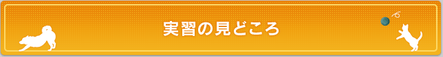 実習の見どころ